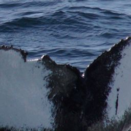 Fluke of Lavalier