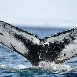 Fluke of NA-3999