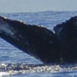 Fluke of HW-MN0440983