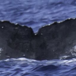 Fluke of HW-MN0440987
