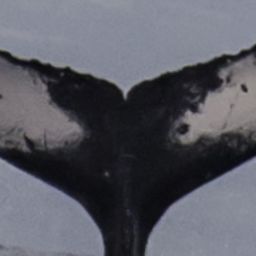Fluke of SEAK-5484