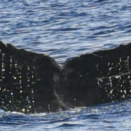 Fluke of HW-MN0441008
