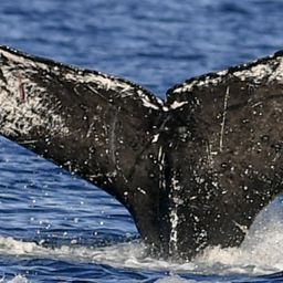 Fluke of HW-MN0441010