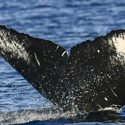 Fluke of HW-MN0441011