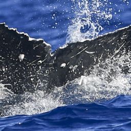 Fluke of HW-MN0441012