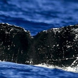 Fluke of HW-MN0441013