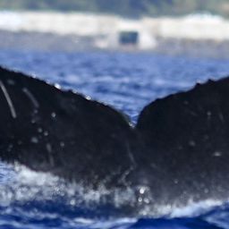 Fluke of HW-MN0441015