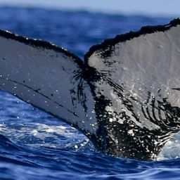 Fluke of HW-MN0441018