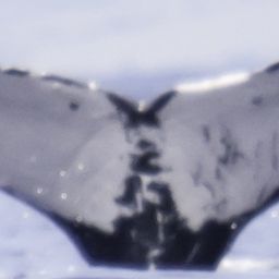 Fluke of HW-MN0441022