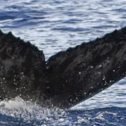 Fluke of HW-MN0441025
