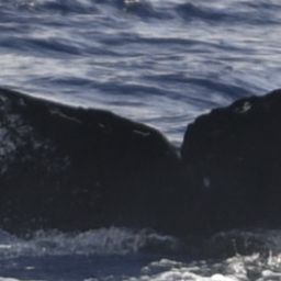 Fluke of HW-MN0441026