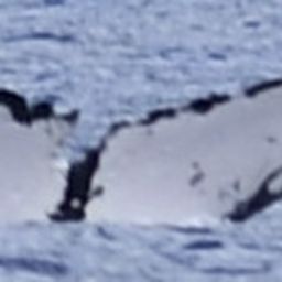 Fluke of HW-MN0441027