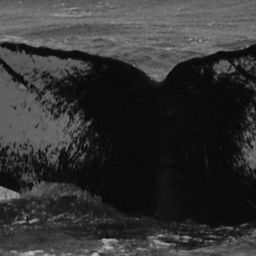 Fluke of HW-MN0441029