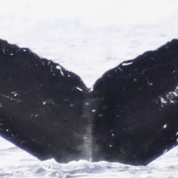 Fluke of Phantom