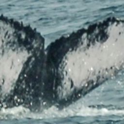 Fluke of HW-MN1301443