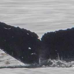Fluke of CRC-16495