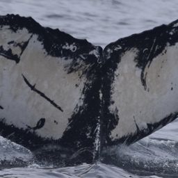 Fluke of CRC-17882