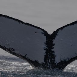 Fluke of Hala