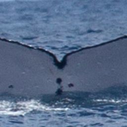 Fluke of HW-MN1200293