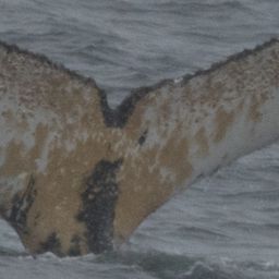 Fluke of HW-MN1301487