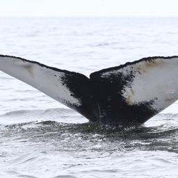 Fluke of перекос