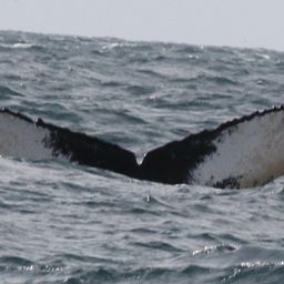 Fluke of HW-MN0300095