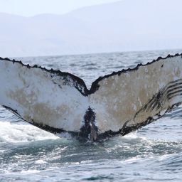 Fluke of Виан