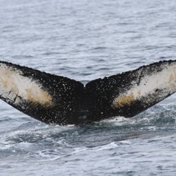 Fluke of Ocean