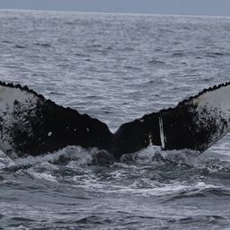 Fluke of HW-MN0300191