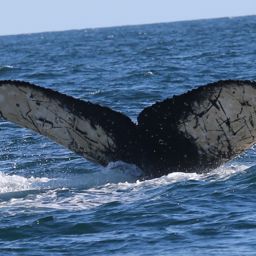 Fluke of HW-MN0300219