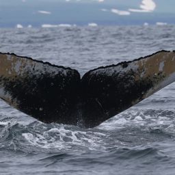 Fluke of HW-MN0300208