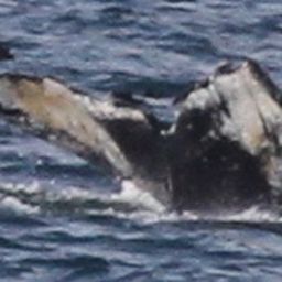 Fluke of чучундра