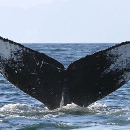 Fluke of зверь