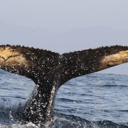 Fluke of HW-MN0300249