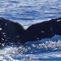 Fluke of HW-MN0300413