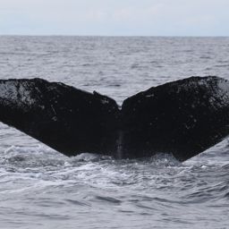 Fluke of HW-MN0300449