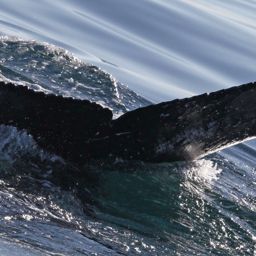 Fluke of HW-MN0300396