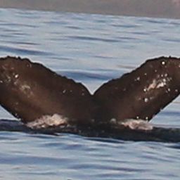 Fluke of HW-MN0300415