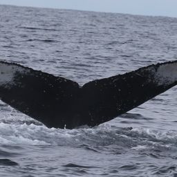 Fluke of HW-MN0300447