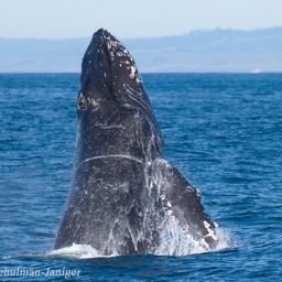 Fluke of CRC-15054