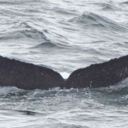 Fluke of SEAK-2184
