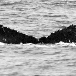 Fluke of NA-3186