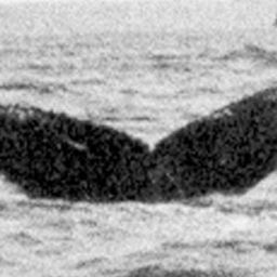 Fluke of NA-3098