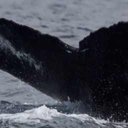 Fluke of NA-3087