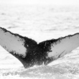 Fluke of NA-3032