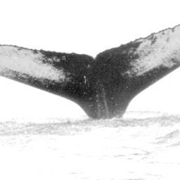 Fluke of NA-3057