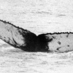 Fluke of NA-3152