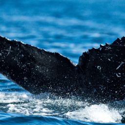 Fluke of CRC-12463