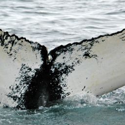 Fluke of NA-3376