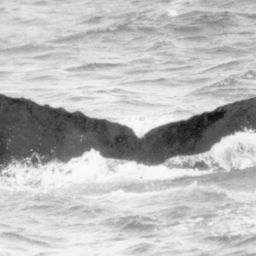 Fluke of NA-3190